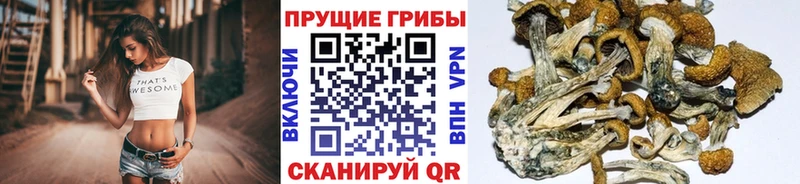 Купить где  Багратионовск  Псилоцибиновые грибы прущие грибы 